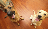 two dogs smiling